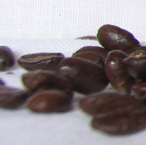 Kaffeebohnenöl kaltgepresst 50 ml Kaffeebohnenöl kaltgepresst 50 ml