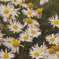 Parfumöl Kamille N