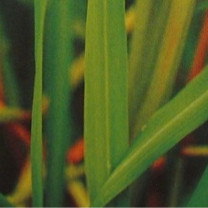 Lemongrasöl (Zitronengrasöl) naturrein