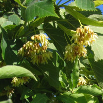 Parfümöl Lindenblüte N