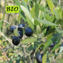 Olivenöl extra nativ BIO    5Liter