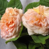 Rosenöl naturidentisch, ätherisch 500ml