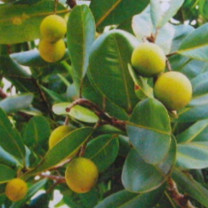 Tamanuöl kaltgepresst BIO    100ml