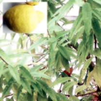 Mischung Vervain-Lime
