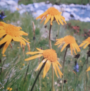 Arnikaöl (Sonnenblumenöl)        100ml