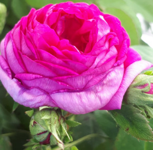 Parfumöl Rose Flower    3Liter