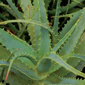 Aloe Vera 10fach (1:10), flüssig     50ml