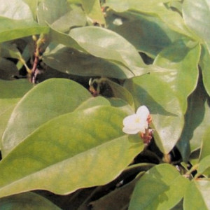 Amyrisöl (=Westindisches Sandelholzöl), naturrein