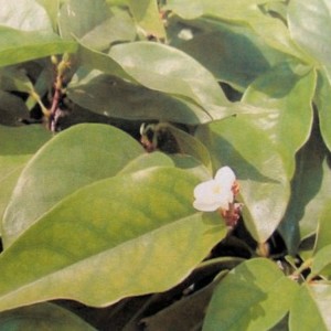 Amyrisöl (=Westindisches Sandelholzöl), naturrein 100 ml