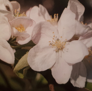Parfumöl Apple Blossom     20ml