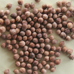 Corianderöl (Koriander) naturrein