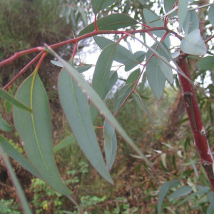 Eukalyptusöl, naturidentisch   3Liter