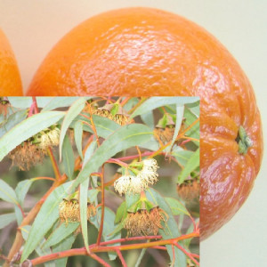 Eukalyptus-Orange-Mischung, naturrein   1Liter