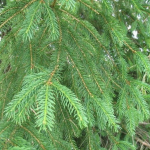 Fichtennadelöl naturrein