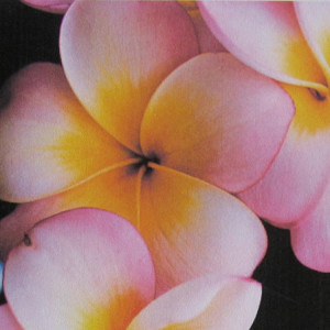 Parfümöl Frangipani "neu"