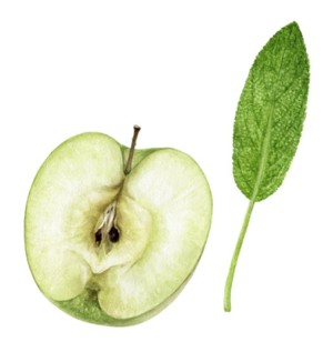 Gracefruit Crisp Apple & Sage Cosmetic Grade Fragrance Oil, allergenfrei