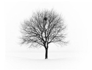 Gracefruit Frosted Tree Cosmetic Grade Fragrance Oil
