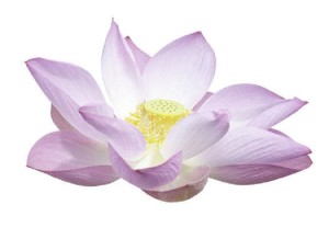 Gracefruit Indian Lotus Cosmetic Grade Fragrance Oil