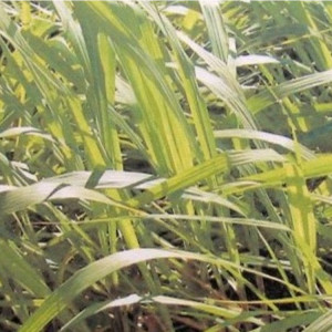 Citronellaöl Java naturrein