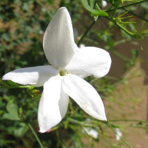 Jasminöl naturidentisch, ätherisch     100ml