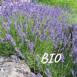 Lavendelblüten Lavandin BIO ganz   100g