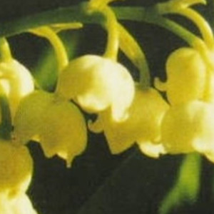 Parfumöl Maiglöckchenblüte