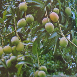 Parfumöl Tropic Mango 1 Liter