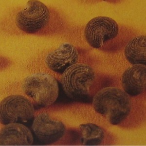 Parfumöl Moschus