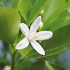 Parfümöl Neroli Blossom