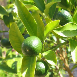 Petitgrainöl naturrein