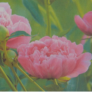 Parfumöl Pfingstrose "Paeonia"     50ml