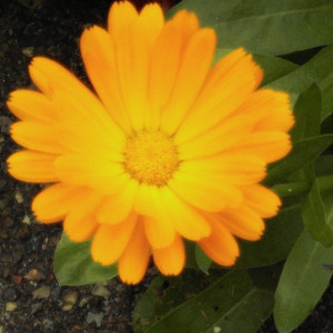 Calendulaöl BIO (Sonnenblumenöl)    100ml