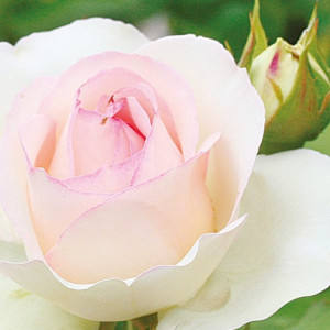 Mischung Rosa-Centifolia