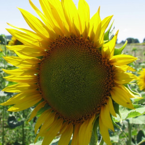 Sonnenblumenöl raffiniert high oleic BIO     1Liter