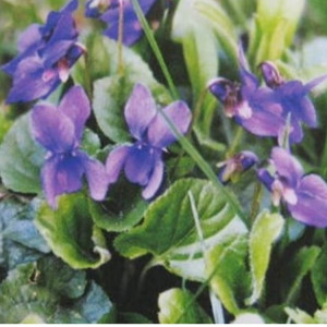 Parfumöl Violet (Veilchenblüte)