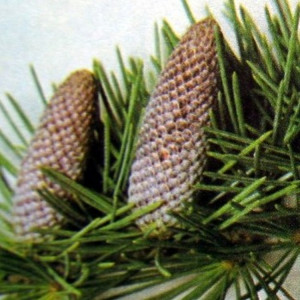 Zedernholzöl Himalaya naturrein