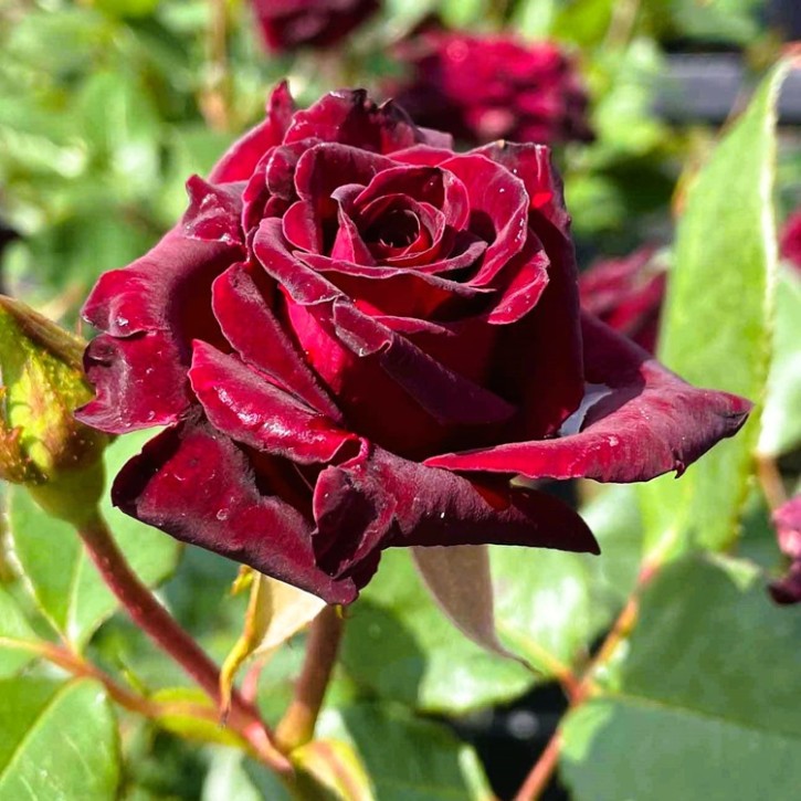 Parfumöl Rose "Baccara" (natürlich)      20ml