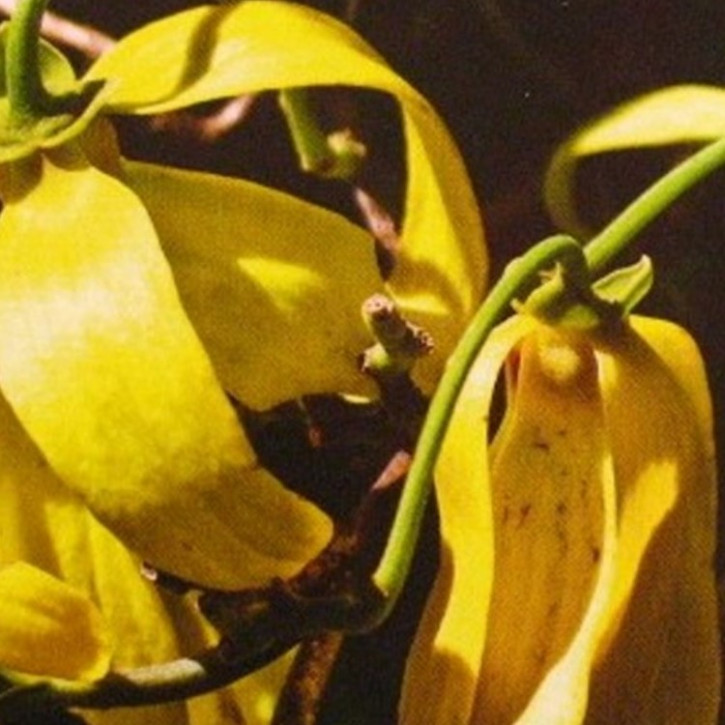 Ylang-Ylangöl naturidentisch   1Liter