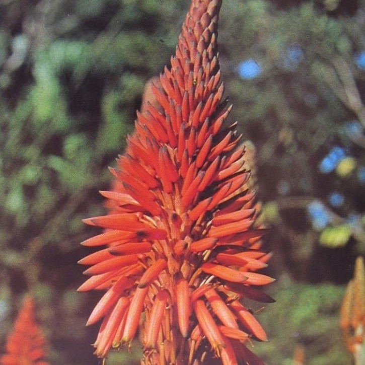 Parfumöl Extreme Aloe Blossom     50ml