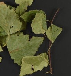 Birkenblätter BIO ganz