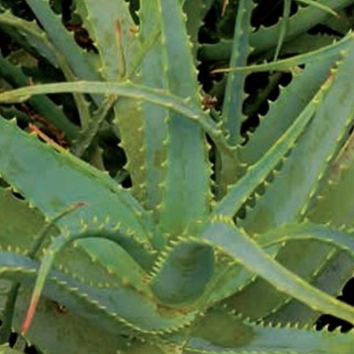 Aloe Vera Pulver 200:1   1kg