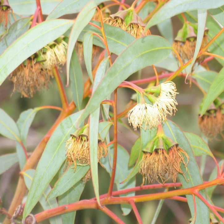 Eukalyptus-citriodora-Öl (Zitronen-Eukalyptus-Öl) naturrein