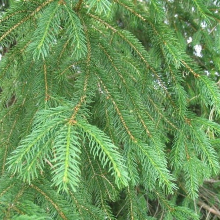 Fichtennadelöl naturrein