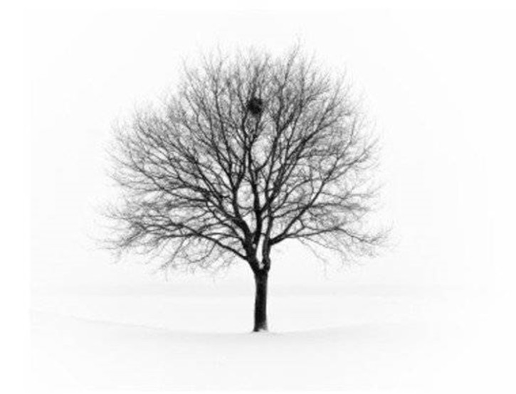 Gracefruit Frosted Tree Cosmetic Grade Fragrance Oil