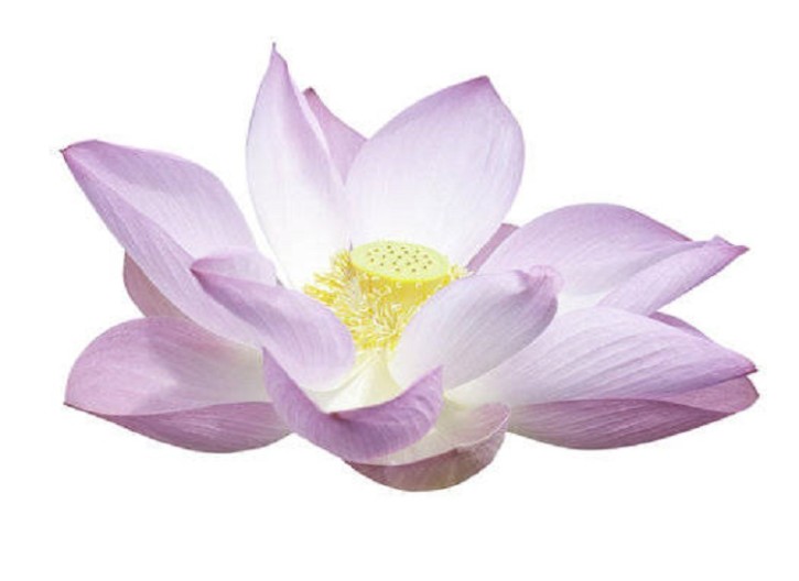 Gracefruit Indian Lotus Cosmetic Grade Fragrance Oil