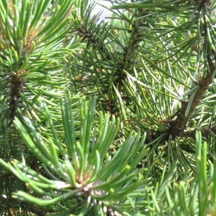 Latschenkieferöl (Österreich) naturrein 50 ml