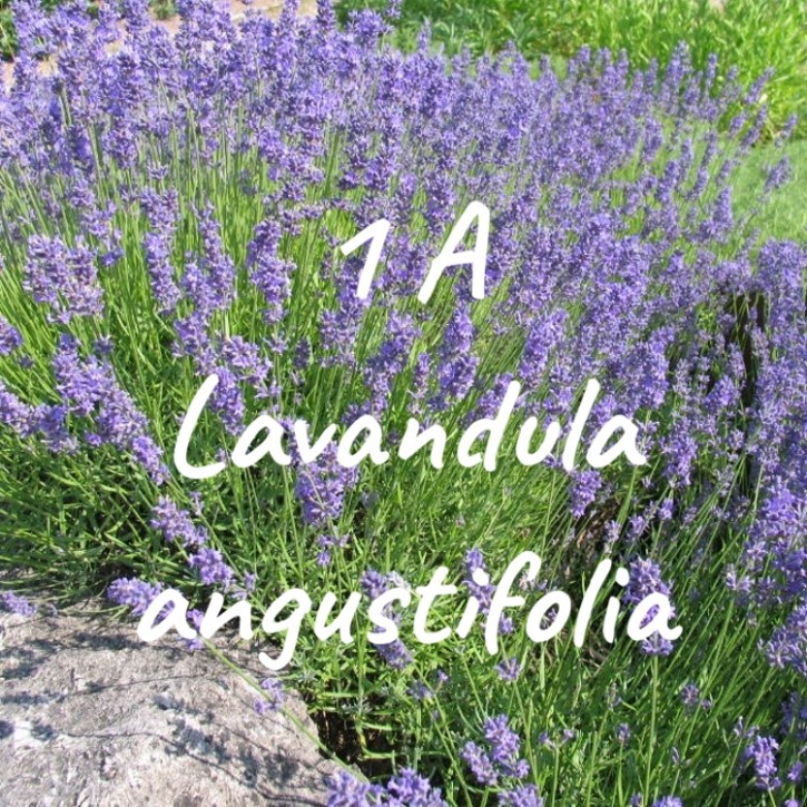 Lavendelblüten Lavandula angustifolia 1A ganz 100g