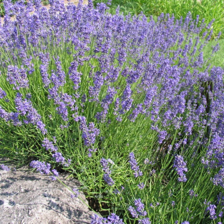 Lavendelöl Mailette naturrein        100ml