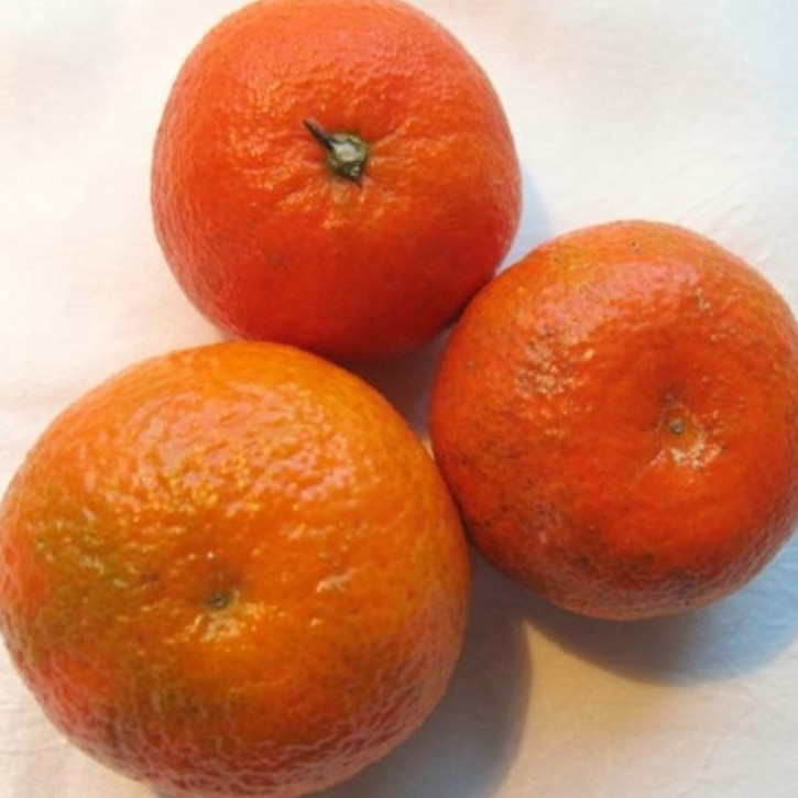 Ätherisches Mandarinenöl rot, naturrein     50ml