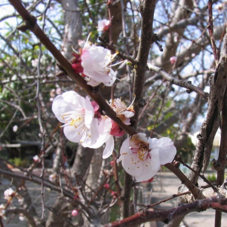 Parfumöl Almond Blossoms     250ml